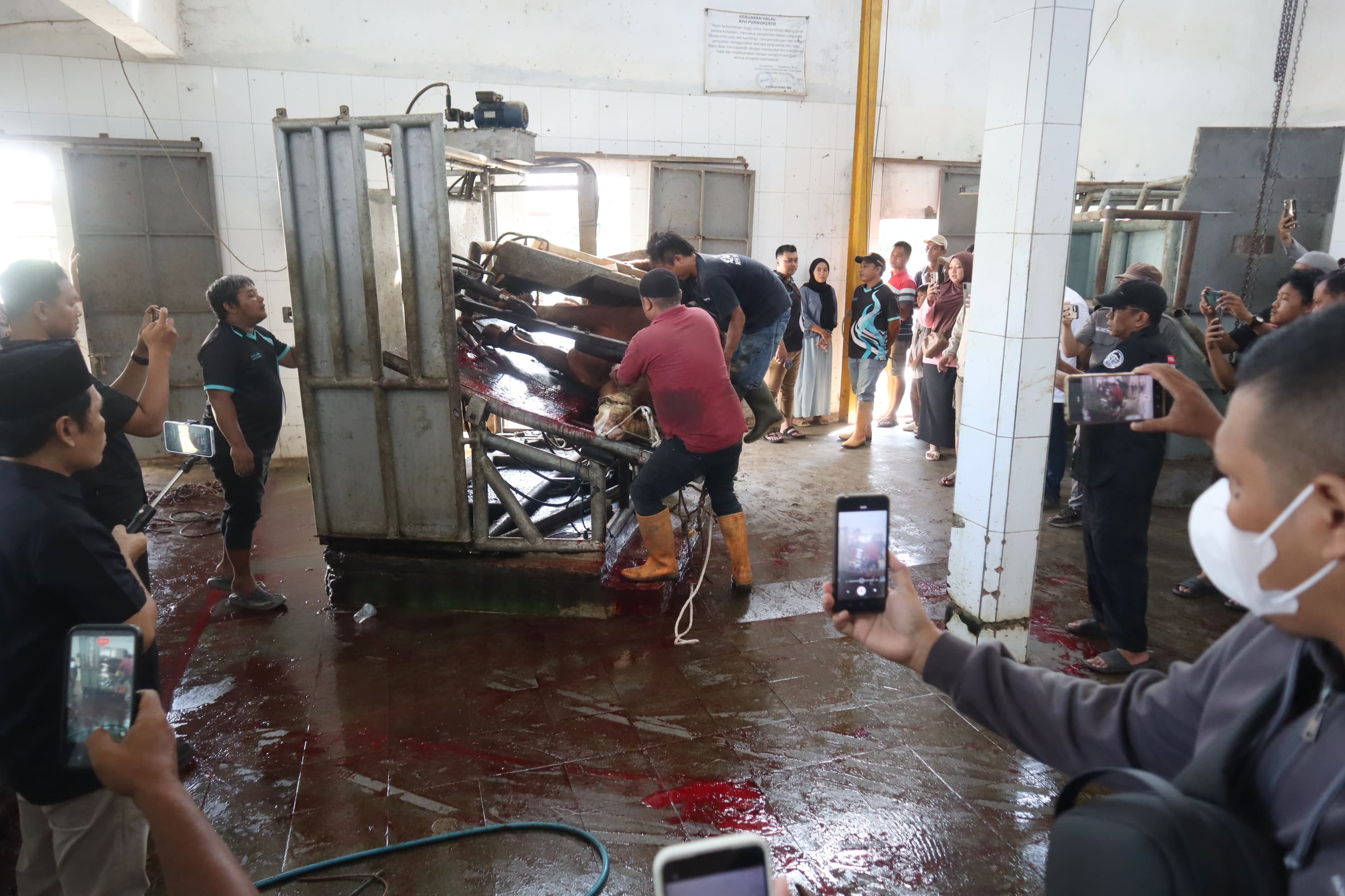 Sapi Kurban Presiden Dipotong di RPH Purwokerto, Warga Padati Lokasi 