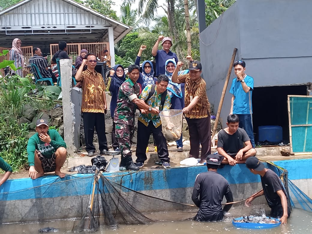 Pemdes Pakuncen Panen Ikan Bawal Kolam Ketahanan Pangan, Hasilnya Luar Biasa