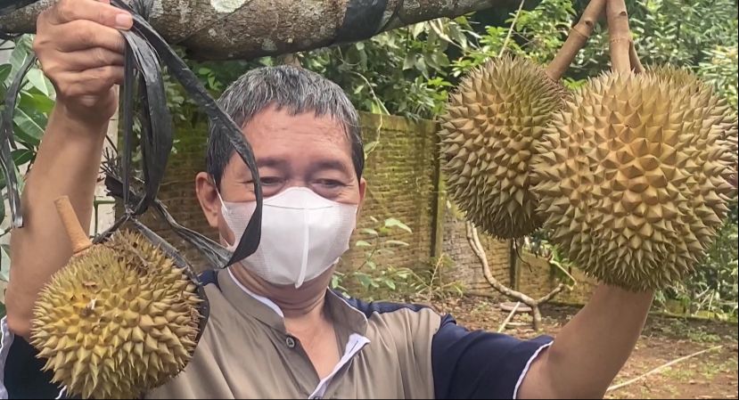 Bagi Pecinta Durian, Telah Lahir Durian Musangking Pelangi di Banjarnegara