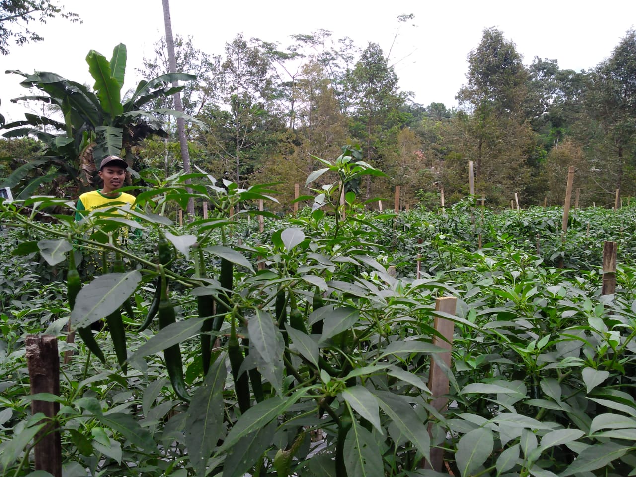 Petani Milenial: Kendala Modal Dan Resiko