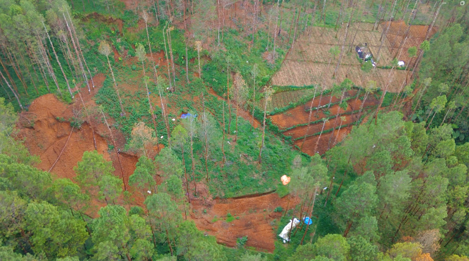 Perubahan Wajah Rogojembangan, Warga Pertanyakan Pengelolaan Hutan