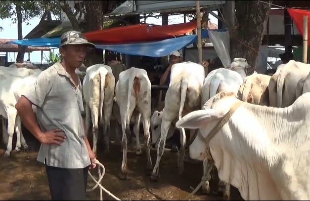 Cegah Kembalinya Wabah PMK, Distapang Kebumen Imbau Vaksinasi Ternak