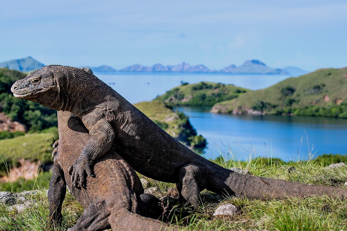 Wisata Pulau Komodo, Salah Satu Tempat Terindah di Indonesia