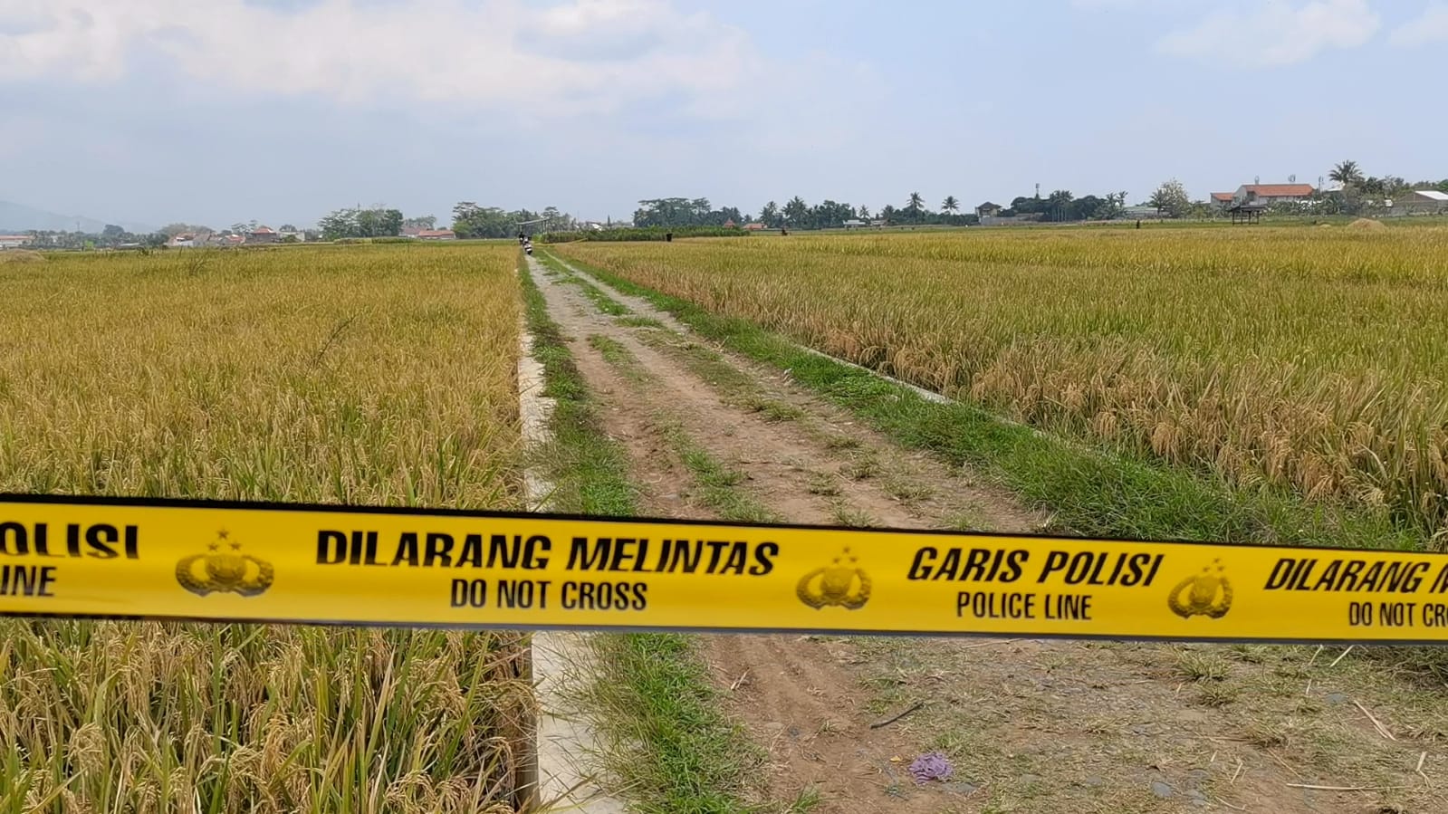 Identitas Mayat Bersimbah Darah di Sawah Klampok Banjarnegara Terungkap