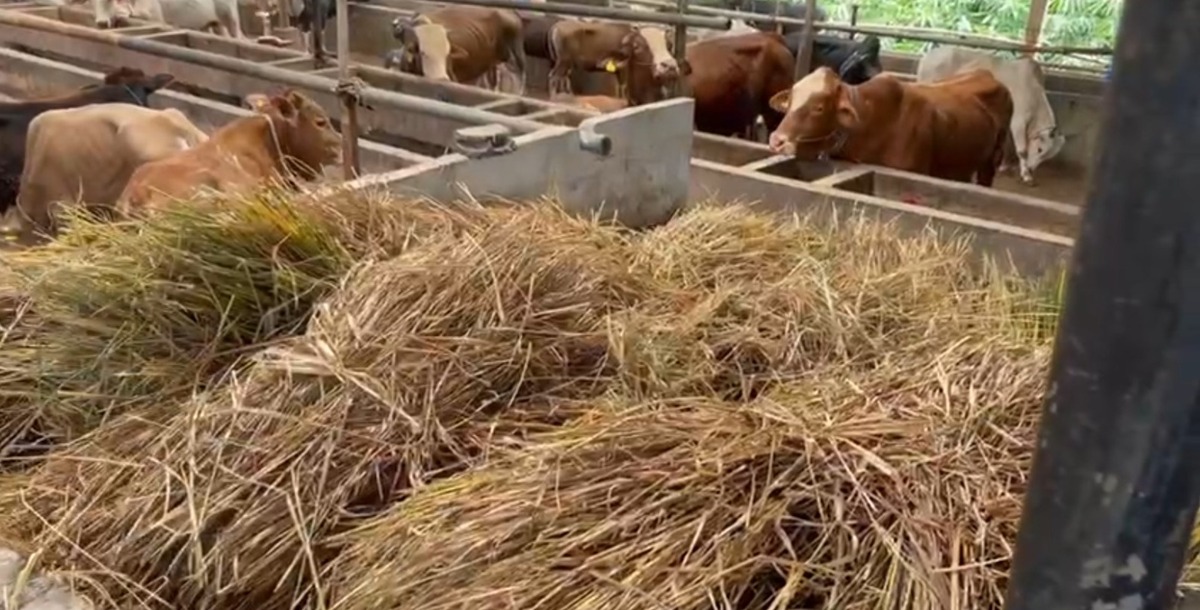 Inilah Pakan Ternak Berhasil Kembangkan Bisnis Dengan KUR BRI