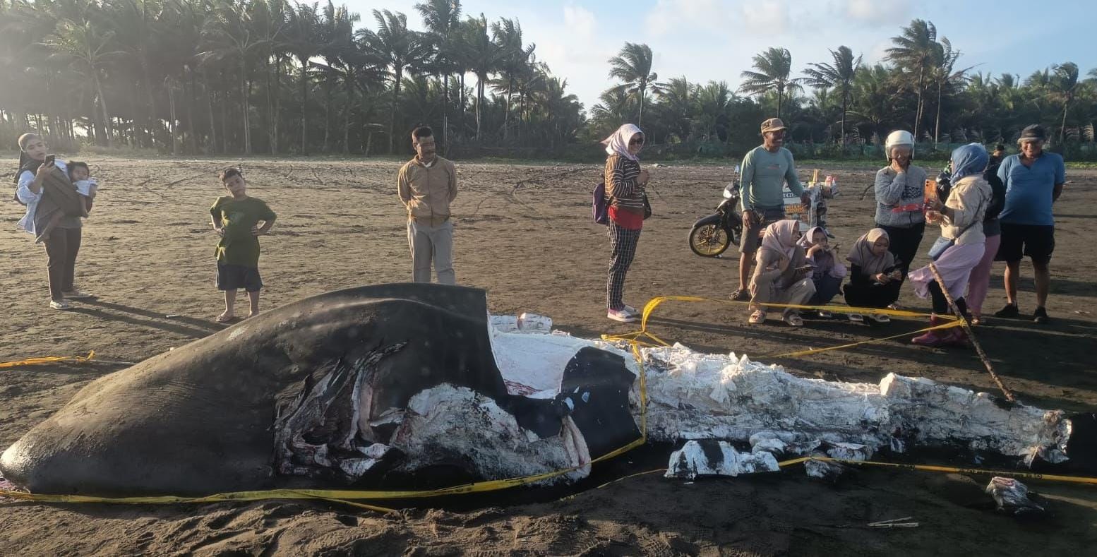Bangkai Hiu Tutul Sepanjang 7 Meter Ditemukan Terdampar di Pantai Cilacap