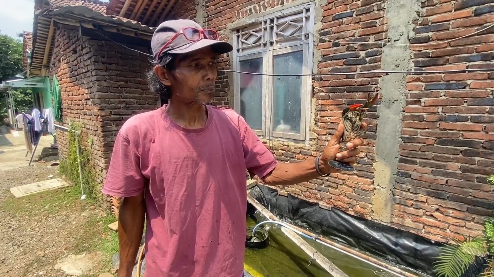 Manfaatkan Lahan Sempit, Warga Banjarnegara Raup Omzet Jutaan Rupiah Budidaya Lobster Air Tawar 