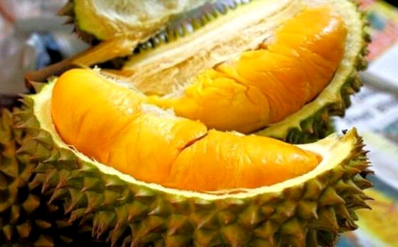 Wisata Durian Bawor Banyumas, Durian Terbaik di Indonesia