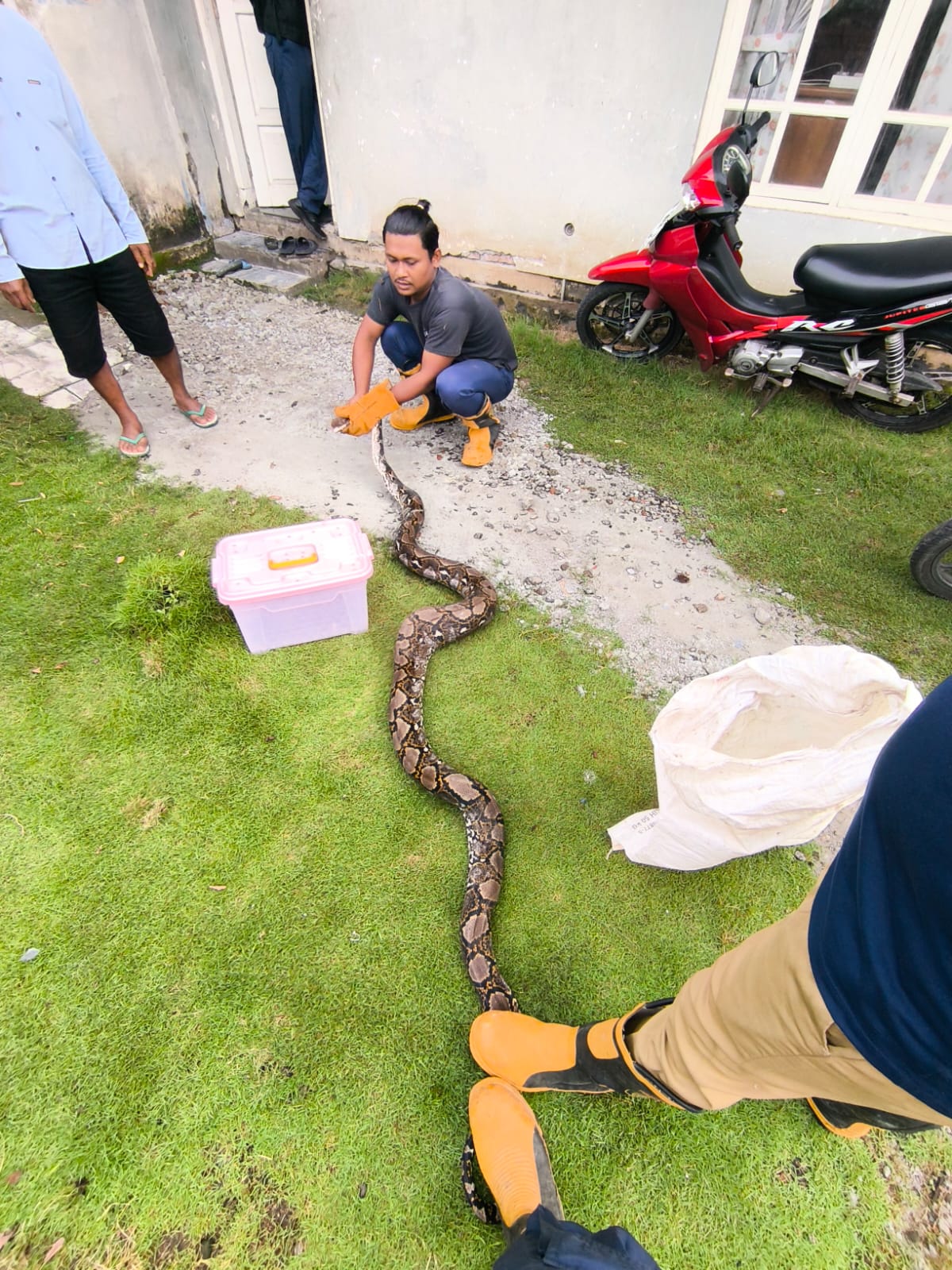 Mengintai di Kandang Unggas, Sanca Empat Meter Berhasil Ditangkap Damkar