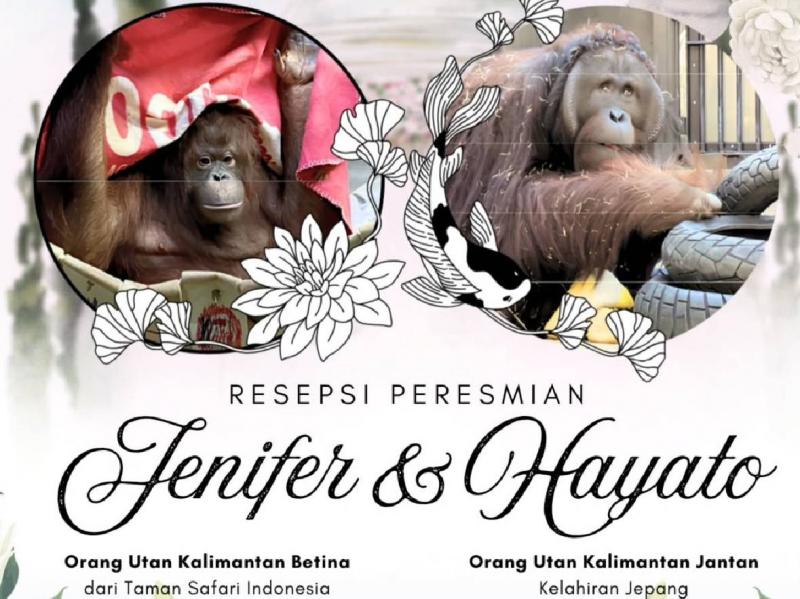 Resepsi Pernikahan Orangutan Kalimantan di Tokyo