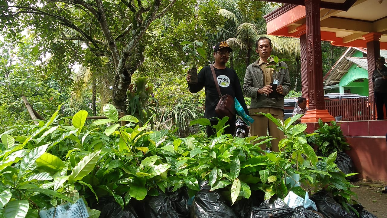 Harga Kopi Kemasan Melonjak, Petani Desa Selanegara Tanam Bibit Kopi