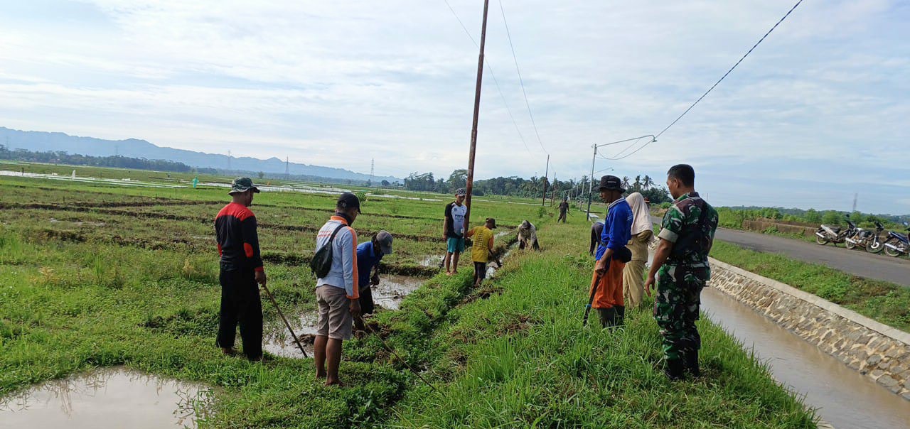 Diserang Tikus, Petani di Kelurahan Sumpiuh Semai Benih Ulang Hingga Tiga Kali