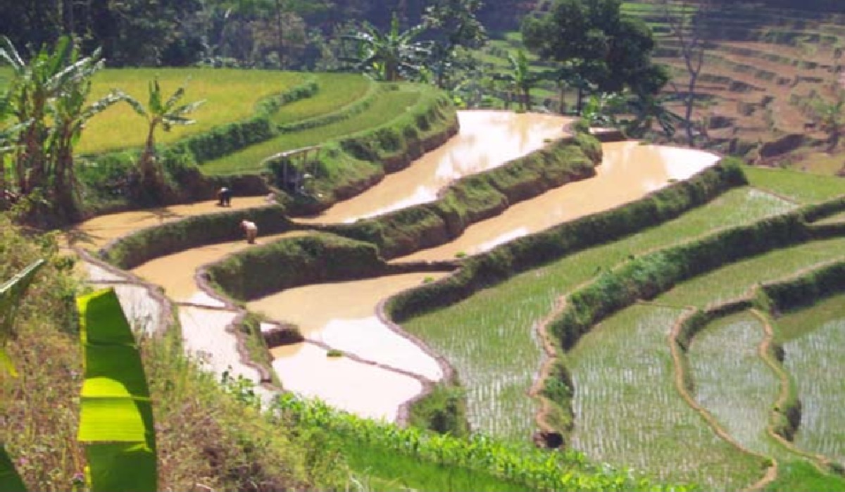 Manfaat Lahan Sawah untuk Mitigasi Banjir