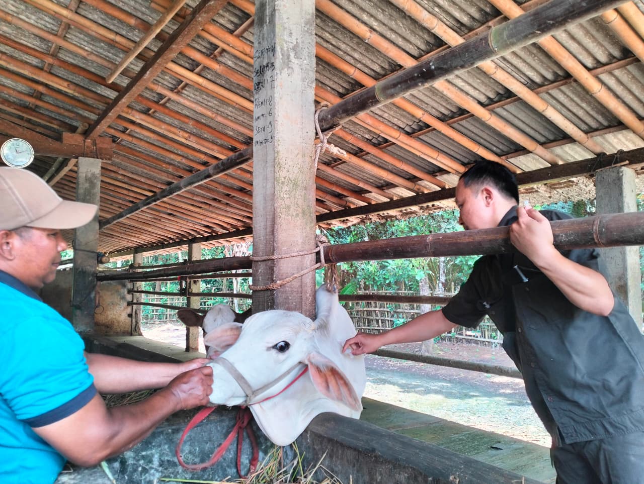 Jelang Idul Adha, Stok Sapi di Cilacap Dipastikan Aman