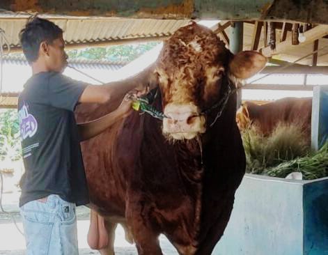 Sapi Bobot Satu Ton Asal Bunton Adipala Jadi Kurban Presiden