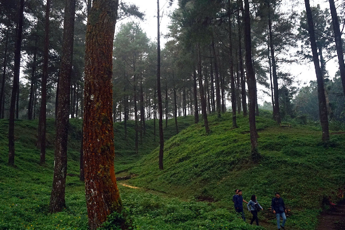 Jelajah Hutan Pinus Limpakuwus di Baturraden