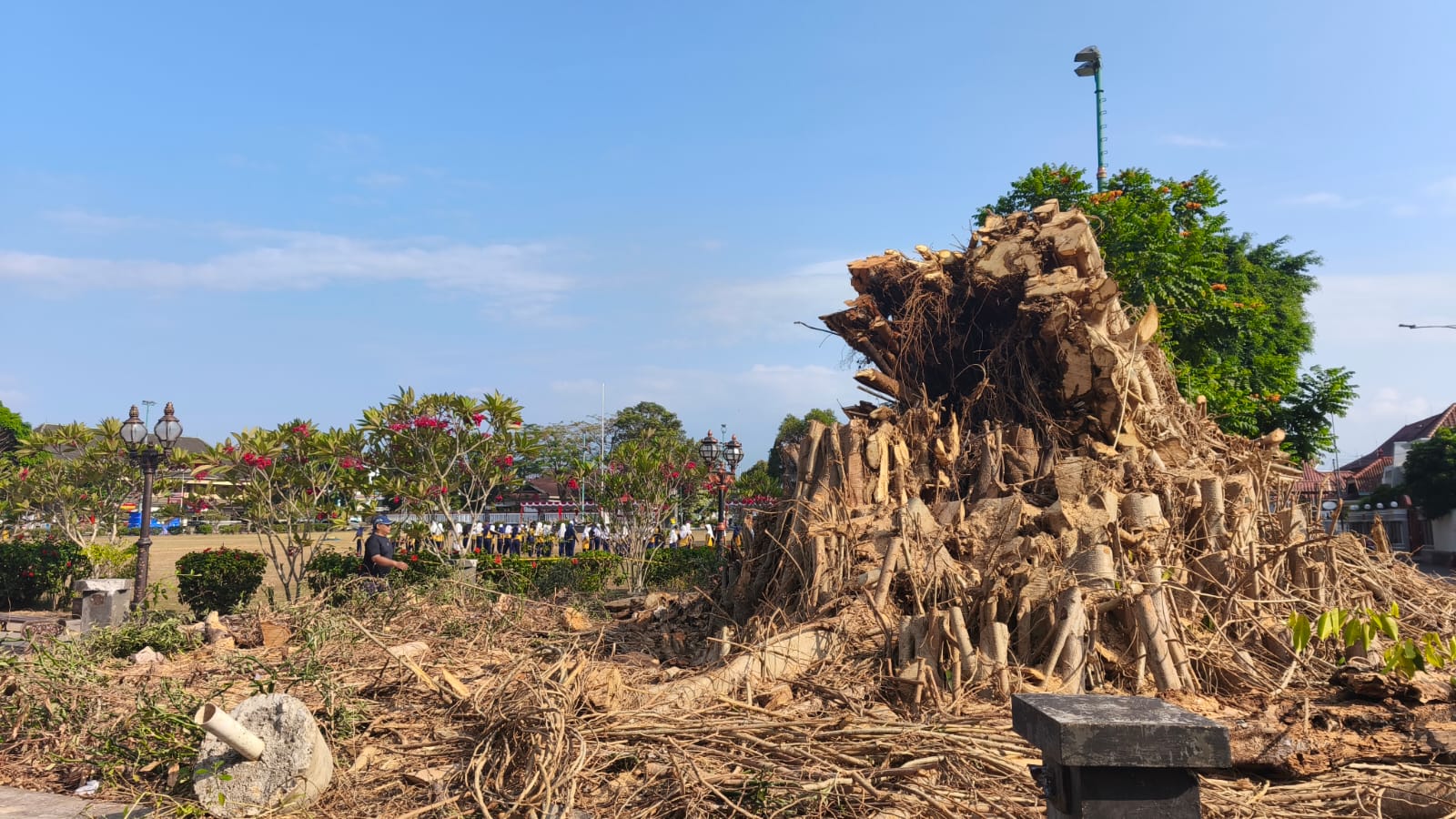 Beringin Tua Alun-Alun Purwokerto Ditebang, Pohon Pengganti Ditanam Desember