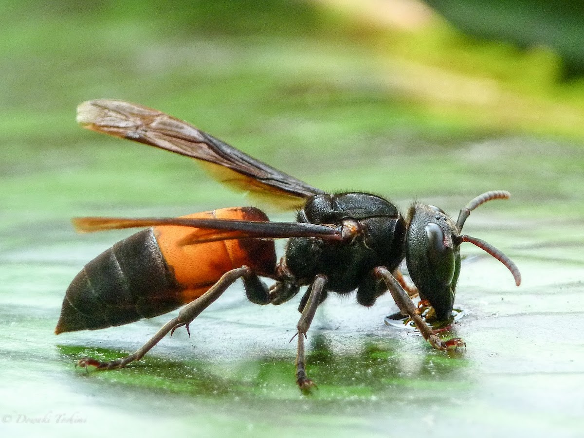 Mengenal Lebih Dekat Tawon Vespa Affinis, Bukan Musuh Namun Kerap Bikin Manusia Kalang Kabut!