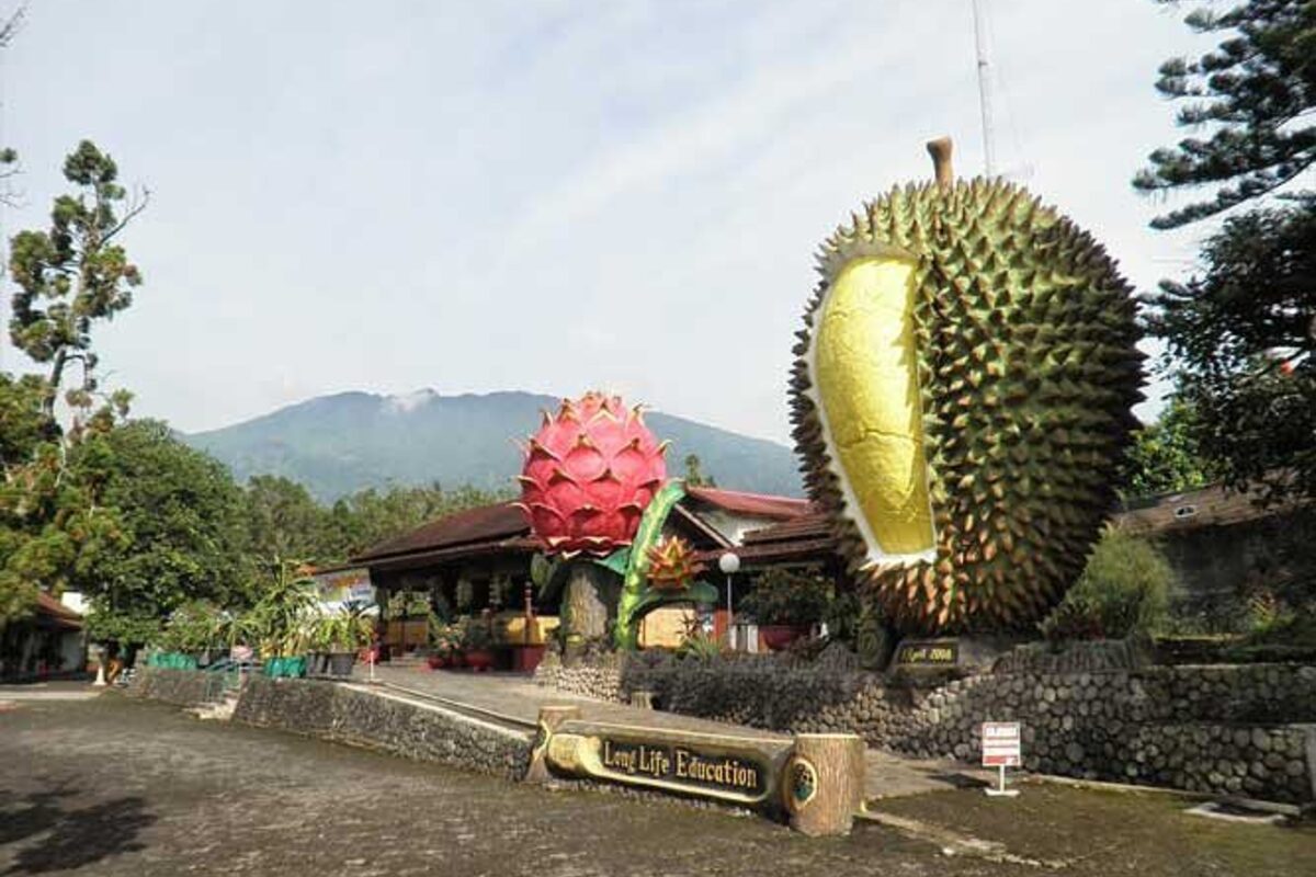 Berlibur Di Durian Warso Farm, Destinasi Wisata Kebun Durian Di Bogor