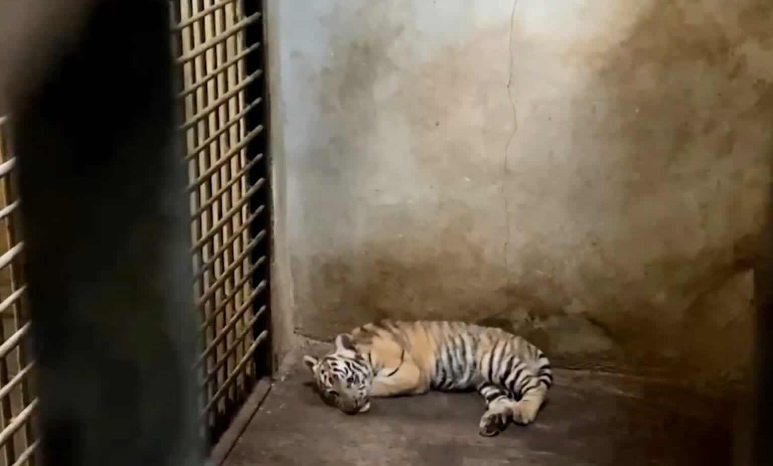 Bayi Harimau Benggala Hadir di Serungling Mas Banjarnegara