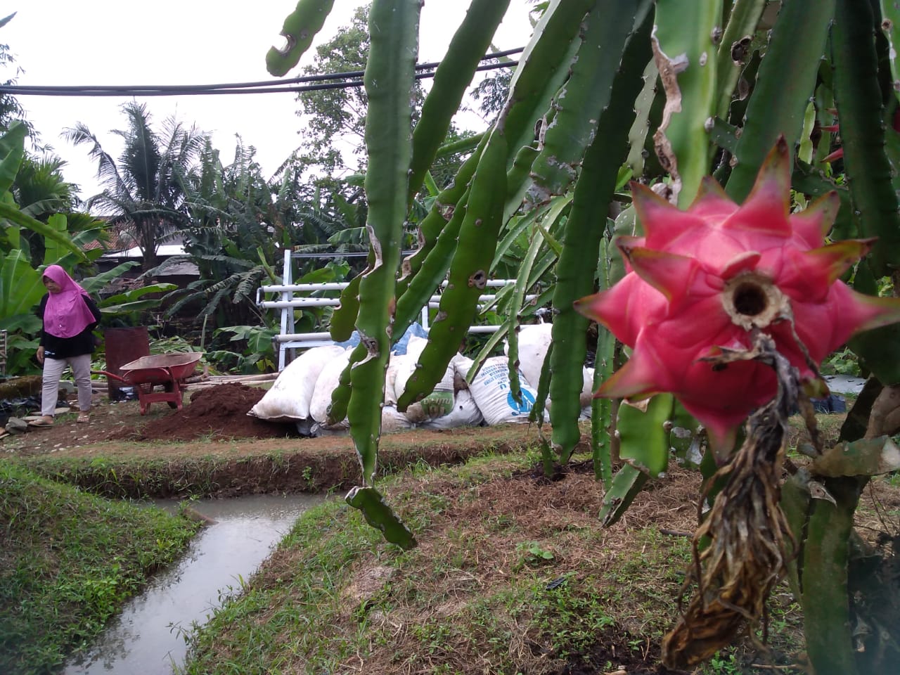 Pokja Kebun Buah Naga Tambah 320 Rumpun