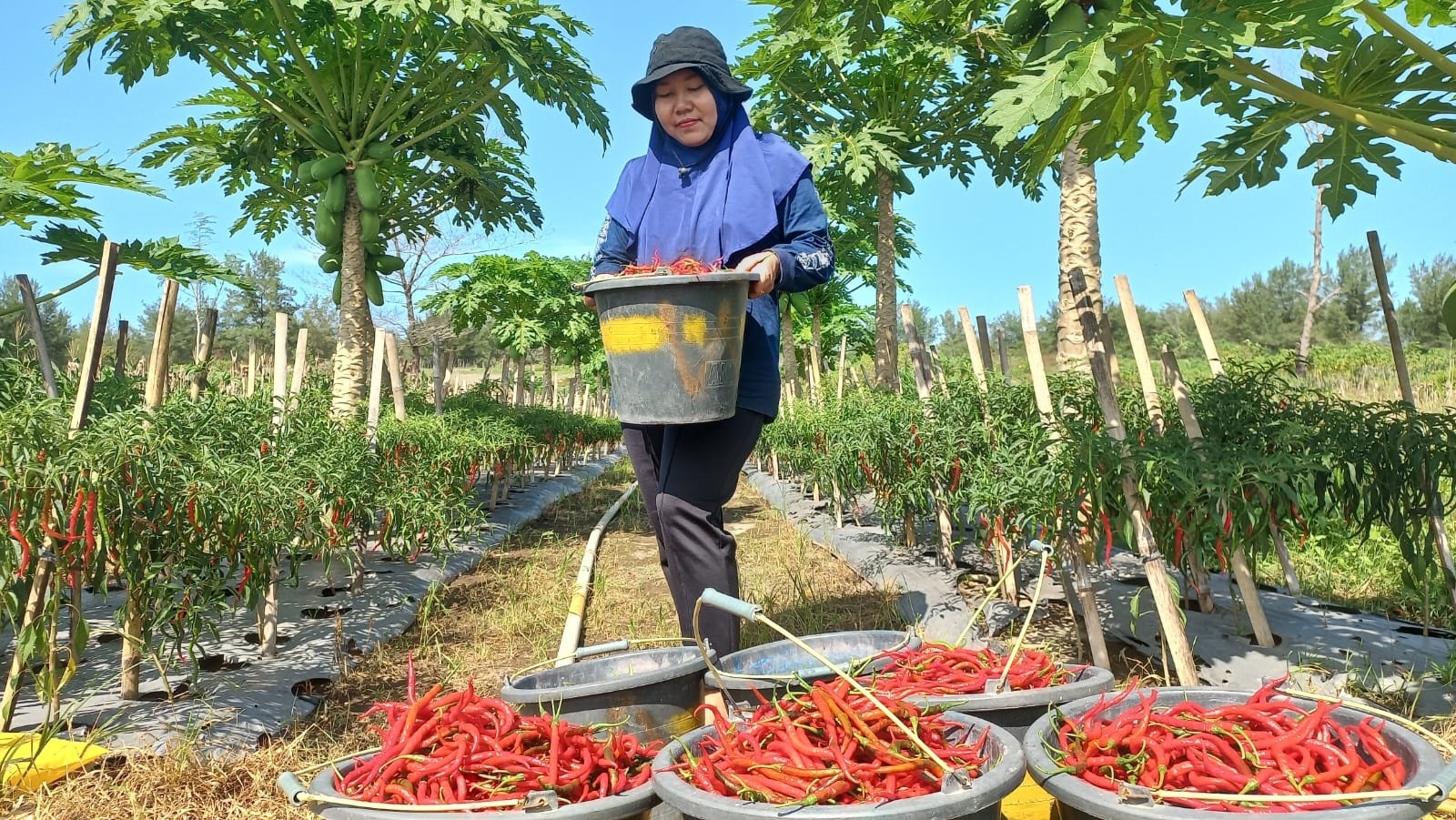 Jelang Idul Adha, Harga Cabai Naik Turun