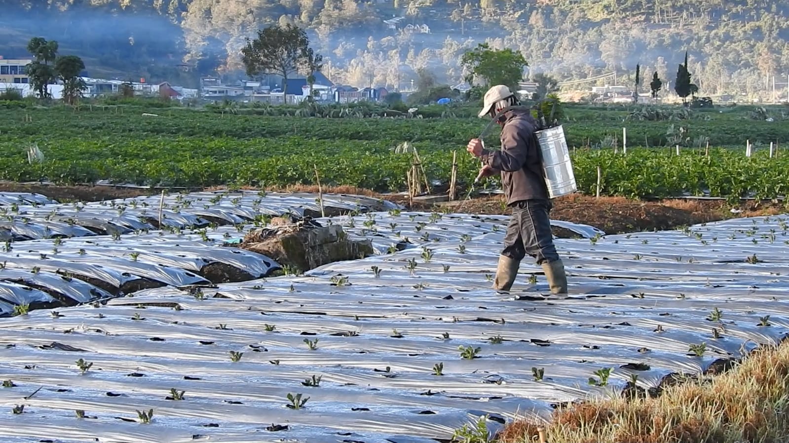 Petani Dieng Antisipasi Embun Es dengan Ganti Tanaman