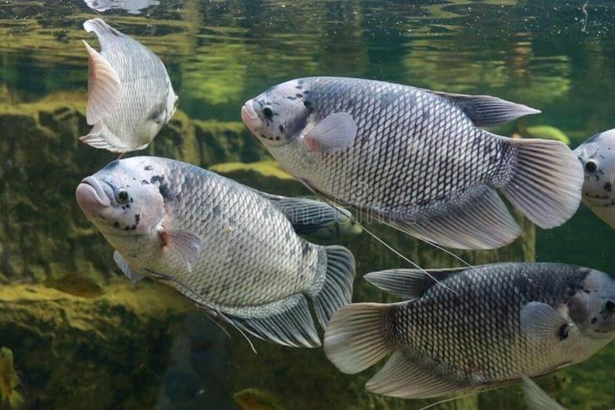 8 Ikan Air Tawar Tinggi Protein, Cocok untuk Pertumbuhan dan Menyembuhkan Luka