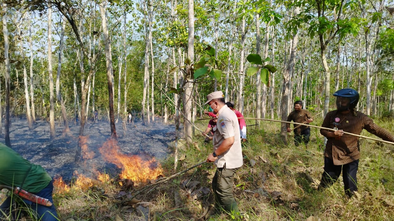 Lahan Jati Milik Perhutani di Kecamatan Sidareja, Cilacap Terbakar, Penyebab Tidak Diketahui
