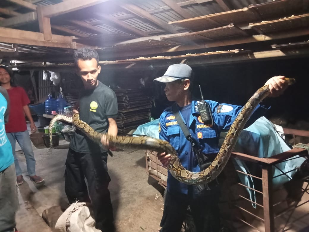 Heboh! Ular Sanca Sepanjang 3,5 Meter Gegerkan Warga Adiraja