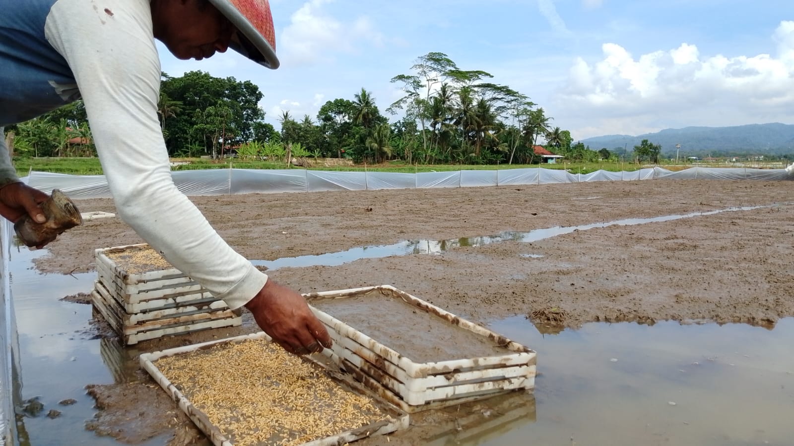 Irit Benih, Petani Gunakan Rice Transplanter