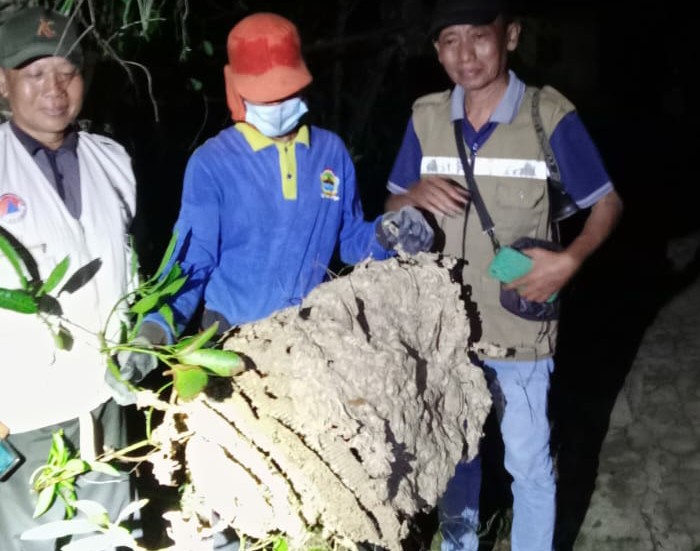 Penghujan, di Banyumas Marak Tawon Vespa