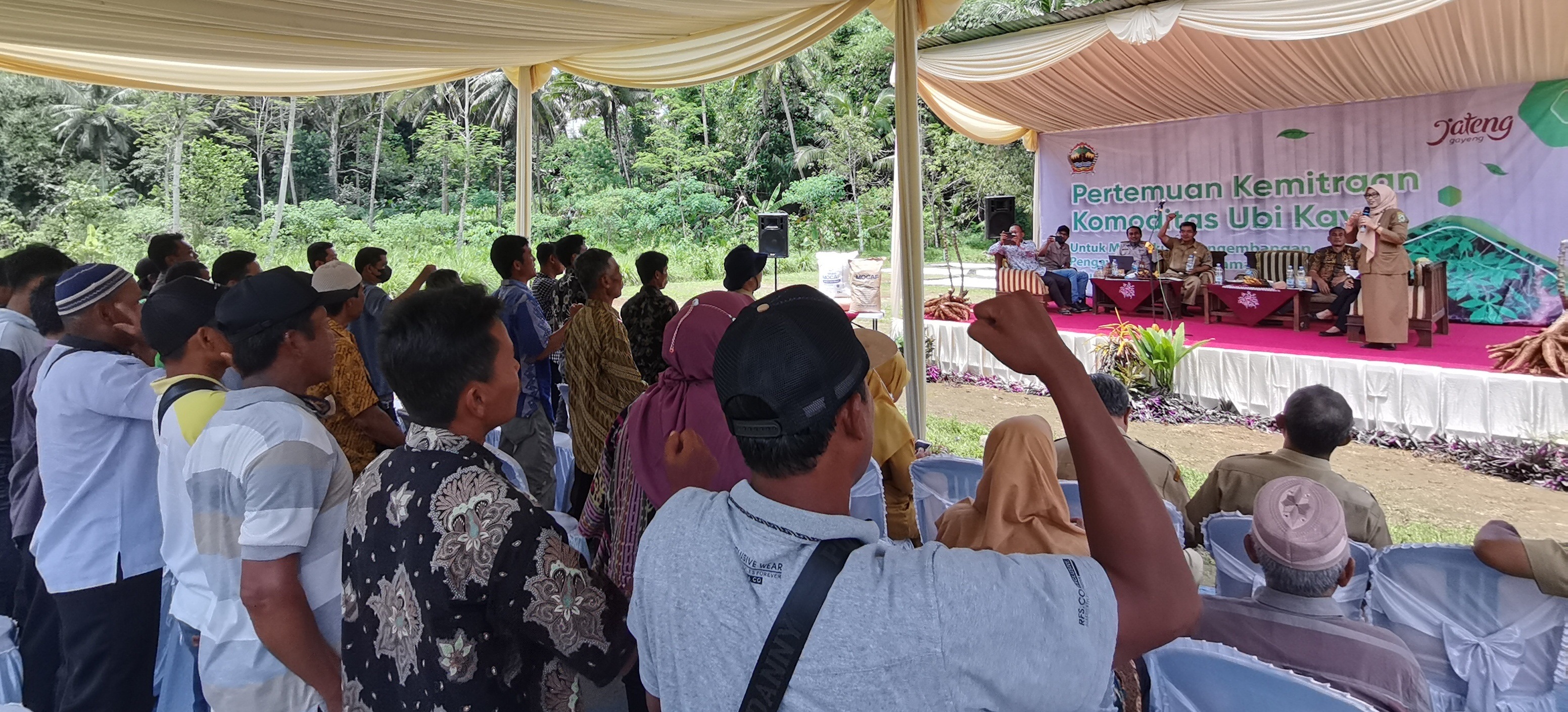 Di Banjarnegara, Petani Singkong Protes Tak Dapat Pupuk Bersubsidi, Tepung Mocaf Kerek Harga Singkong 