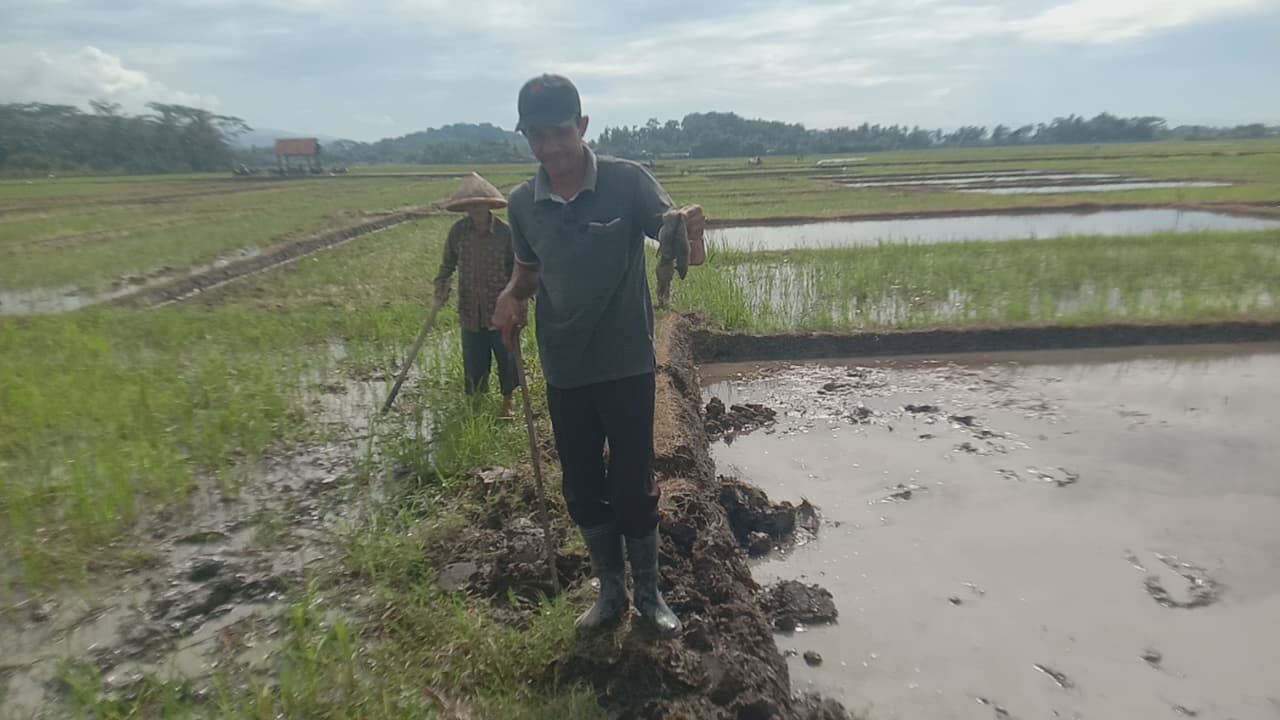 Petani Diminta Pengendalian Hama Tikus Berkelanjutan