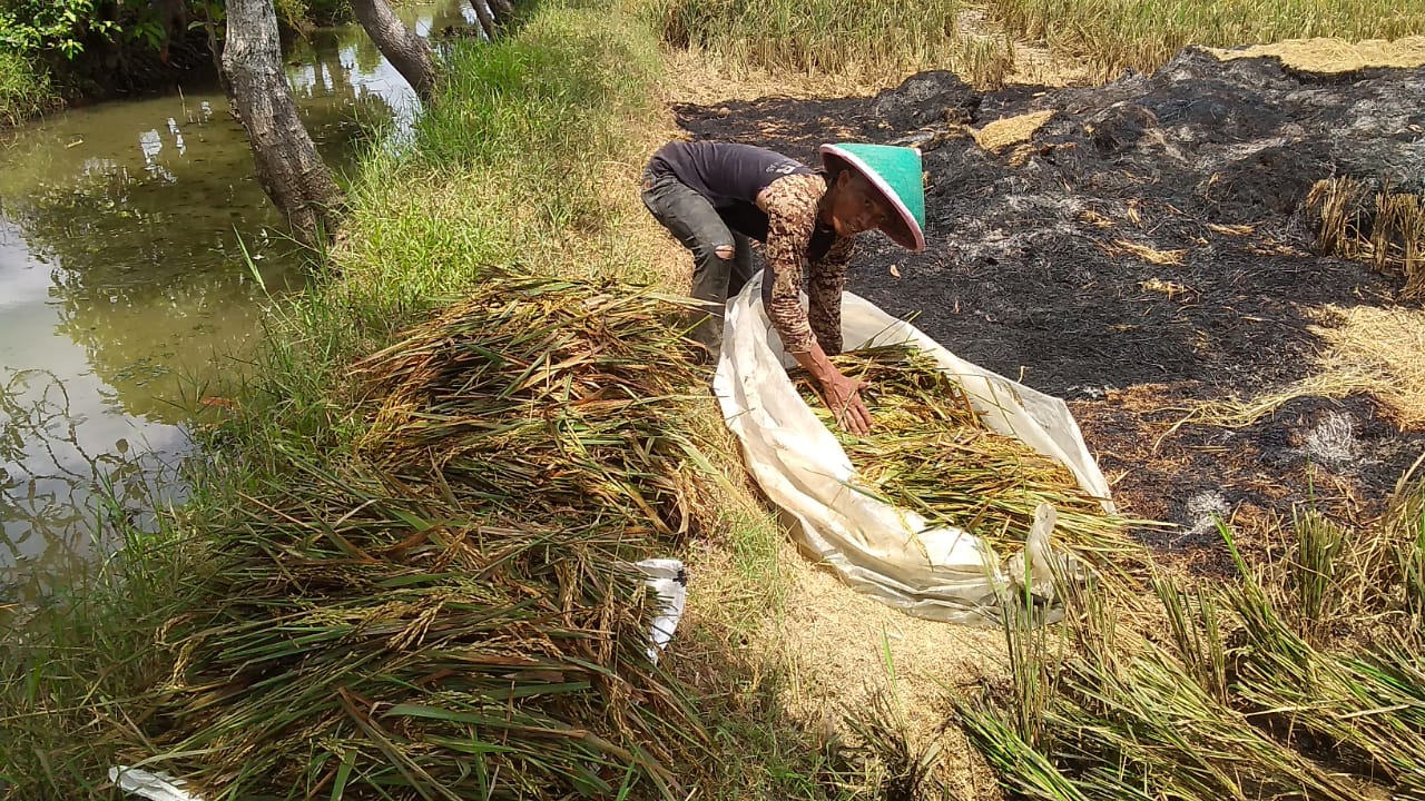 Sulit Cari Buruh Panen Padi Rebah, Meski Upah Lebih Tinggi 