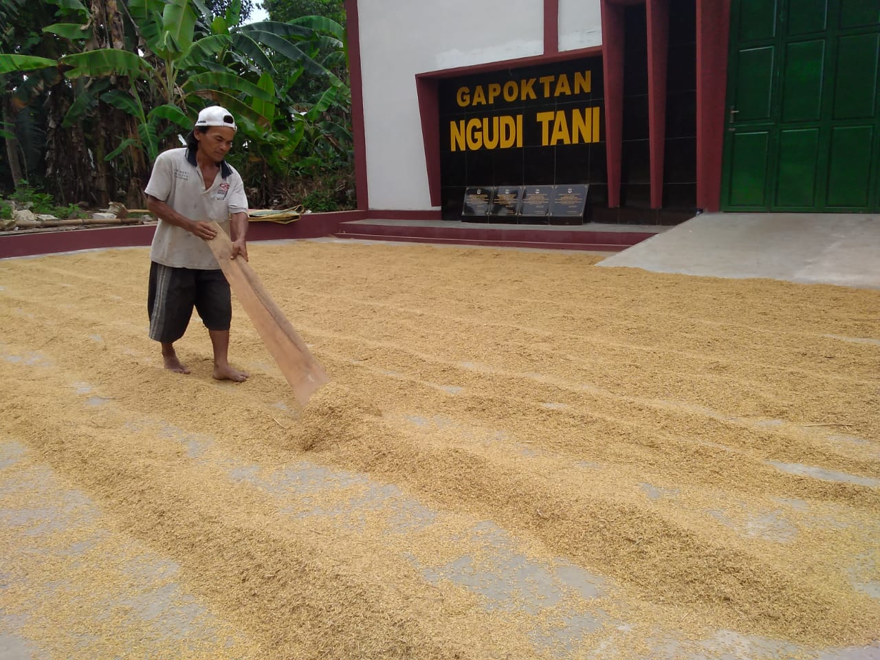 Kejar Harga, Petani Desa Karangpetir Jual Gabah Basah ke Lumbung Pangan