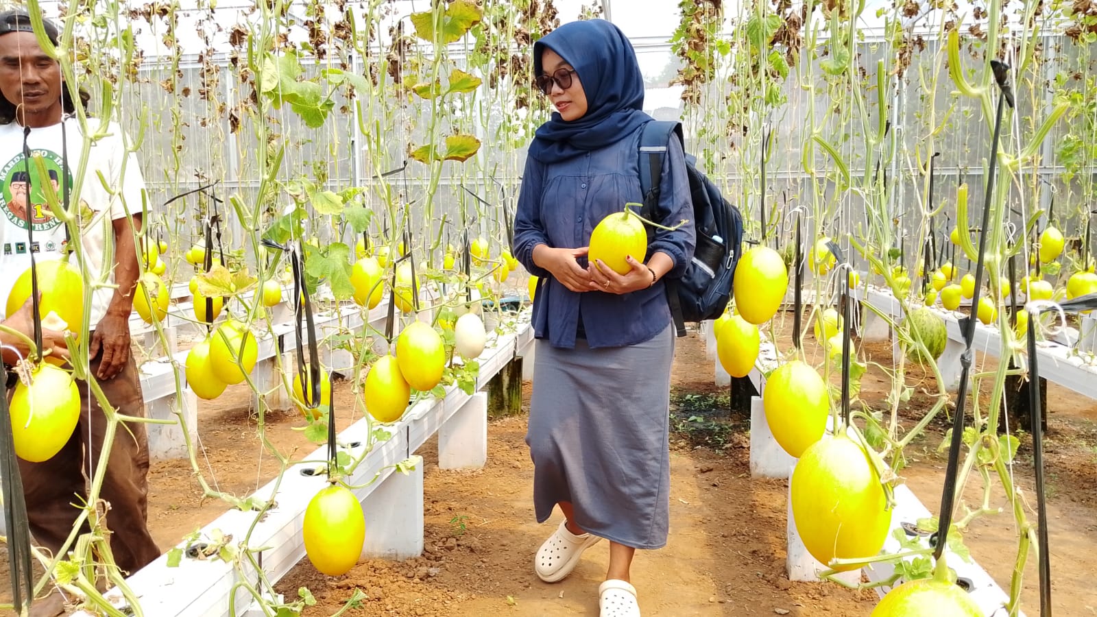 Melon Hidroponik Tabela Laris Dipetik, Panen BUMDes Karanggedang Banyumas Terserap Program MBG
