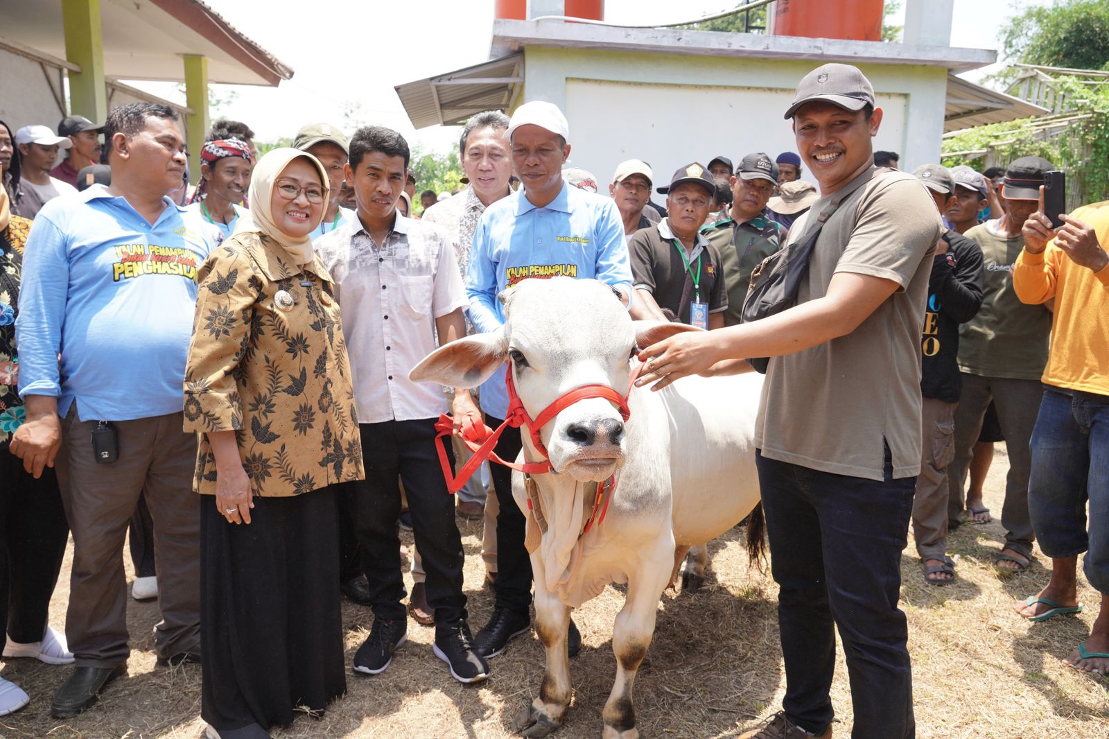 Pemkab Dukung Budidaya Sapi Berkualitas