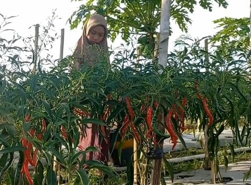 Panen Melimpah, Petani Khawatirkan Harga