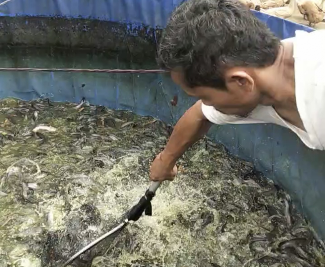 Potensi Lele Terserap MBG Hingga 30 Ton Perbulan 