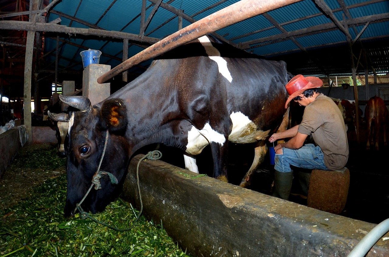 Dapat Fasilitas Pembiayaan dan Transaksi BRI, Klaster Susu di Ponorogo Berhasil Tingkatkan Kapasitas Produksi