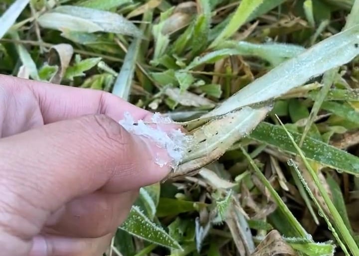 Embun Es Muncul di Dieng, Suhu Udara Sentuh 0 Derajat Celsius