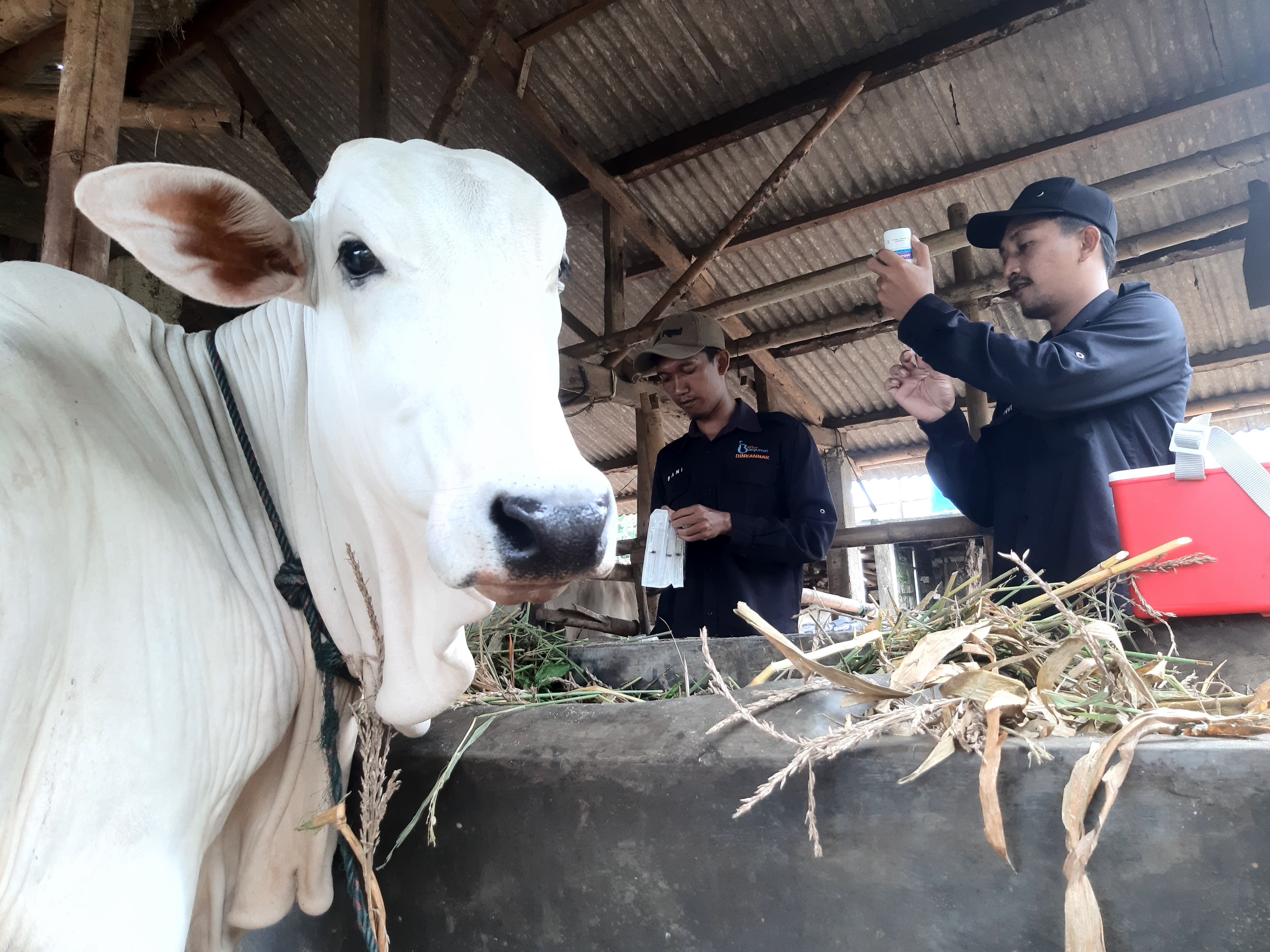 Banyumas Terima 1.900 Dosis Vaksin PMK Tahap Kedua, Fokus di Wilayah Terdampak