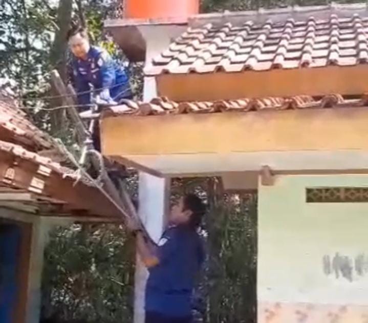 Ular Cincin Emas Sembunyi di Atap Kamar Mandi SDN 01 Bangunreja, Damkar Sigap Lakukan Evakuasi