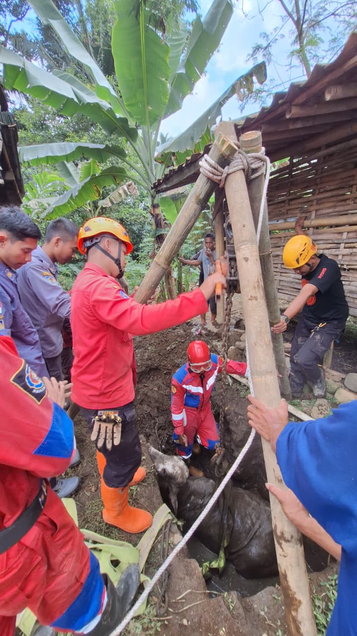 Sapi Terjebak Septic Tank Berhasil Dievakuasi, Damkar Banyumas Selamatkan Ternak Warga Cilongok