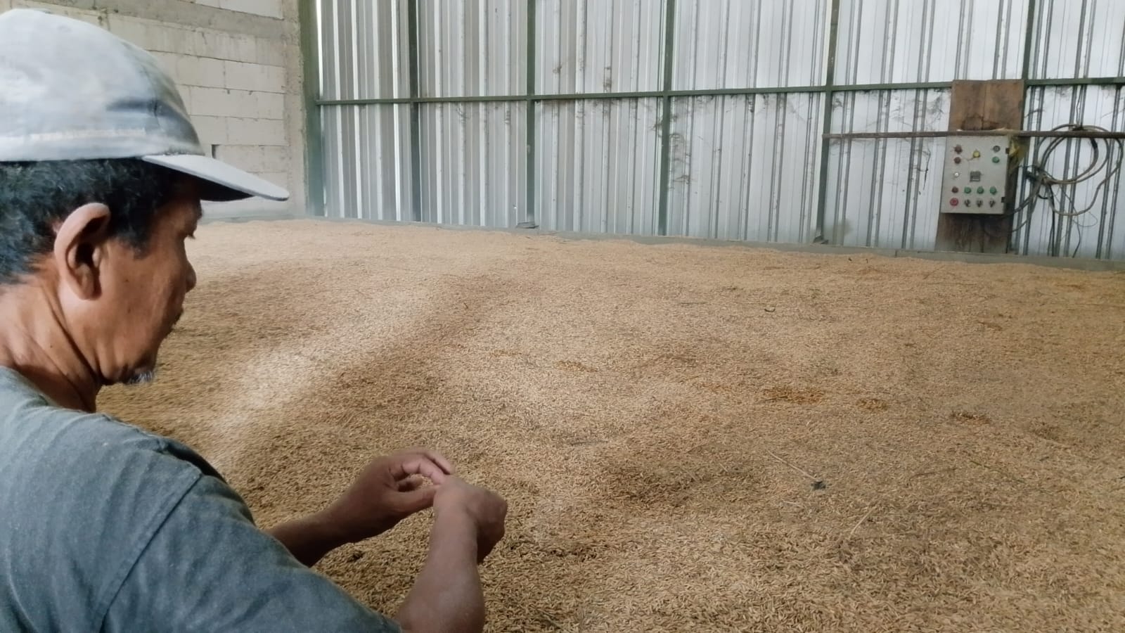 Gabah Mengantre, Pengering Dipacu Semalaman, Serapan Bulog Bikin Pengelola Lembur