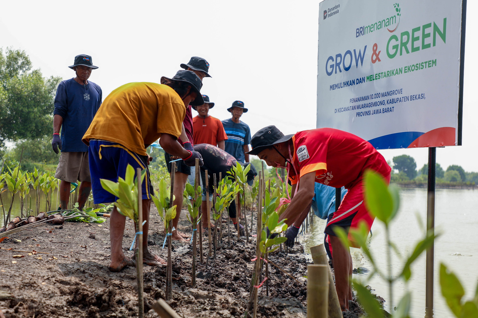 Peringati Hari Mangrove Sedunia, BRI Pertegas Komitmen Selamatkan Lingkungan Lewat Perbaikan Ekosistem Pesisir