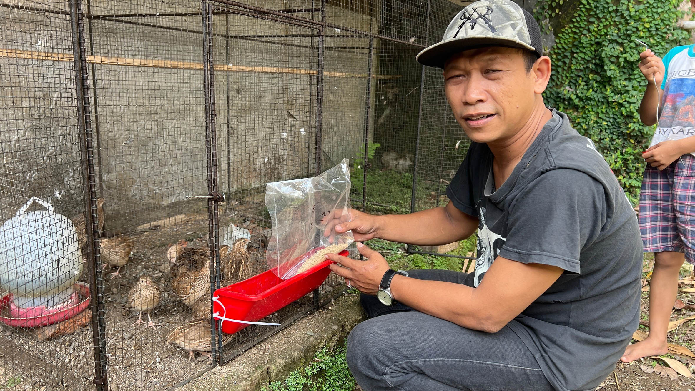 Peternakan Puyuh Mini Kian Diminati