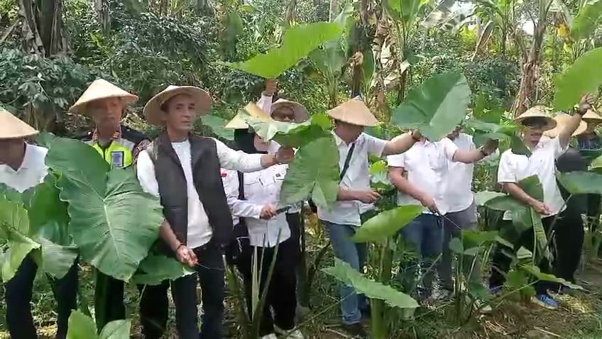 Talas Beneng Didorong Jadi Komoditas Andalan Baru Petani Banjarnegara