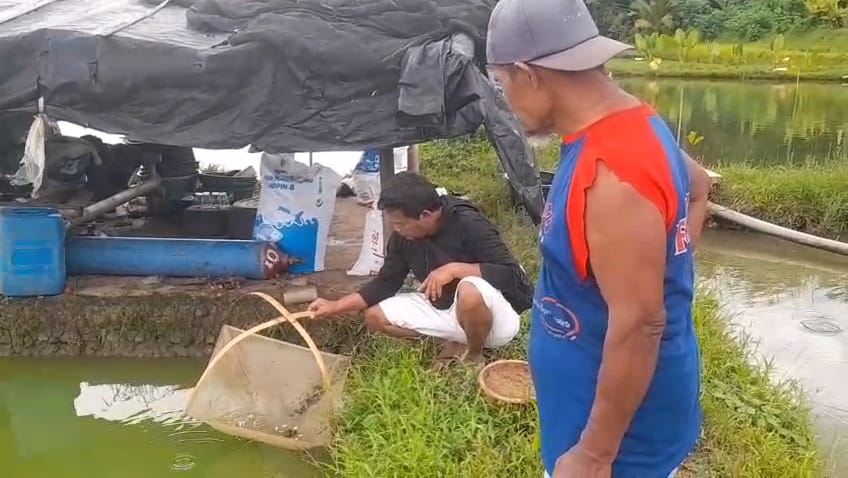 Pulang Kampung, Arif Muttaqin Ubah Luwung Jadi Sentra Ikan Bawal Banjarnegara